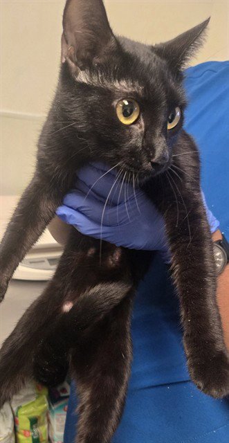 LUNA - Domestic Short Hair available for adoption