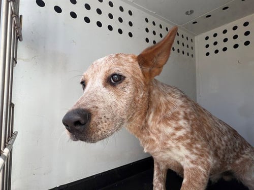 A167964 - Queensland Heeler available for adoption