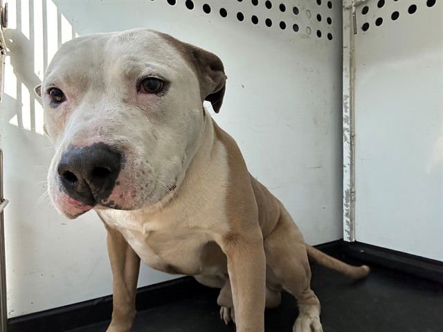 A166461 - Pit Bull Terrier available for adoption