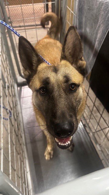 DARWIN - German Shepherd Dog available for adoption