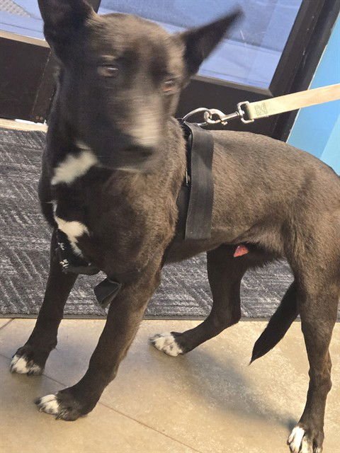 A165916 - Border Collie available for adoption