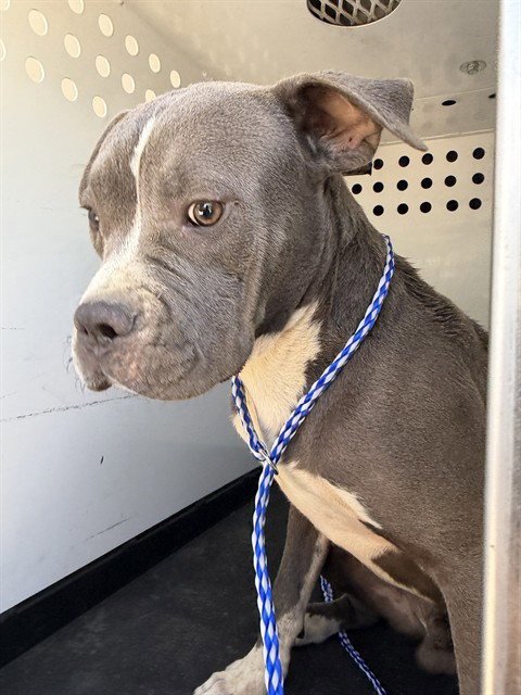 A170157 - Pit Bull Terrier available for adoption