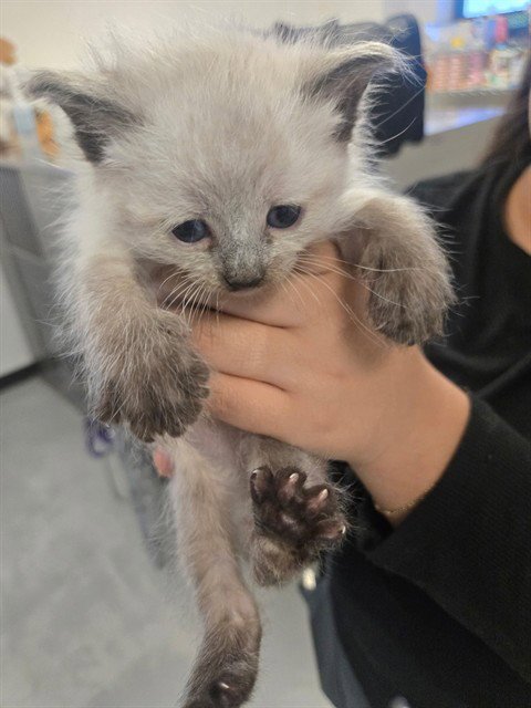 SMOKEY - Siamese available for adoption
