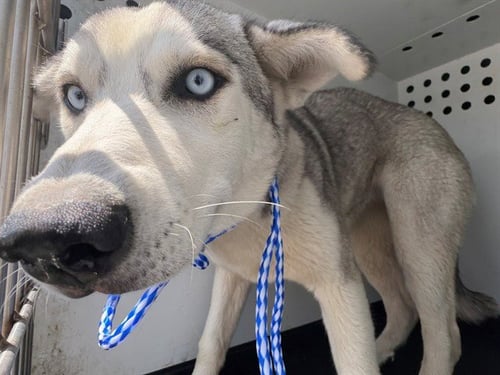 A168216 - Siberian Husky available for adoption