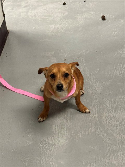 A167991 - Chihuahua available for adoption