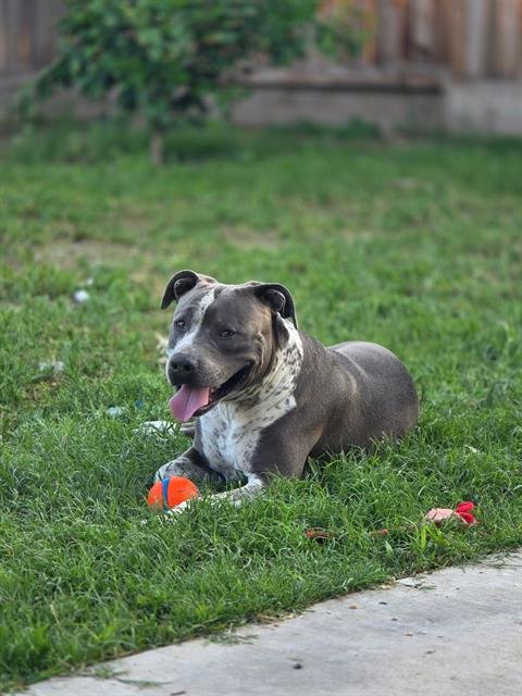 BRUNO - Pit Bull Terrier available for adoption