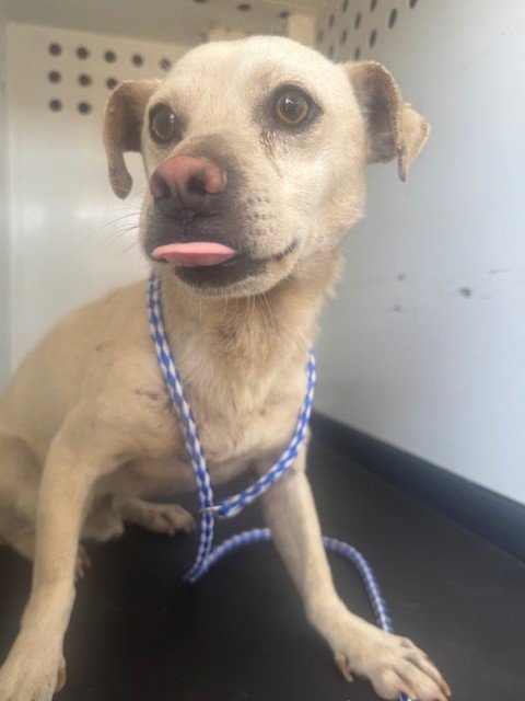A167377 - Chihuahua available for adoption