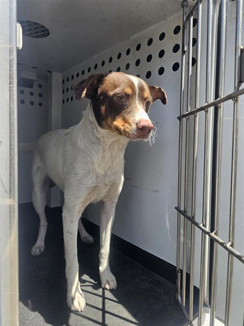 A171092 - Jack Russell Terrier (Parson Russell Terrier) available for adoption