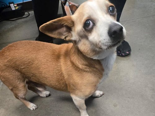 SIR - Terrier available for adoption