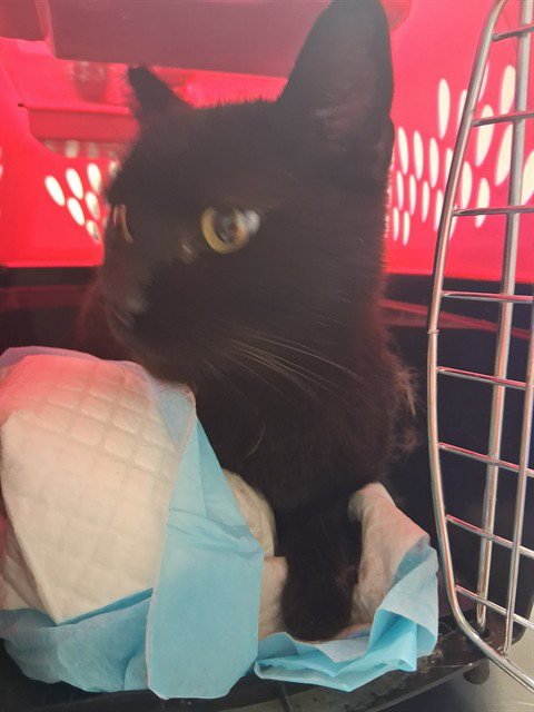 A168272 - Domestic Medium Hair available for adoption