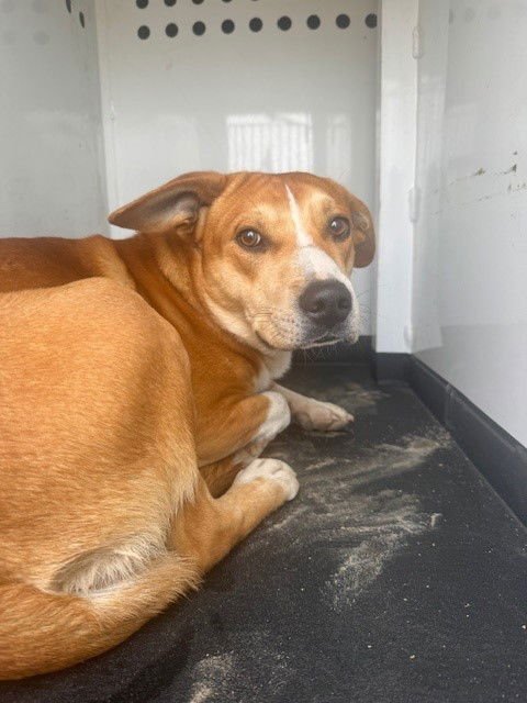 A166371 - Pit Bull Terrier available for adoption