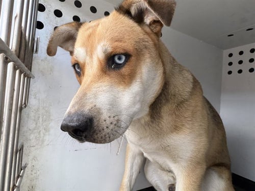 A168080 - German Shepherd Dog available for adoption