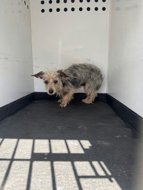 A167952 - Terrier available for adoption