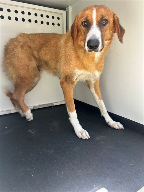 A169765 - Border Collie available for adoption