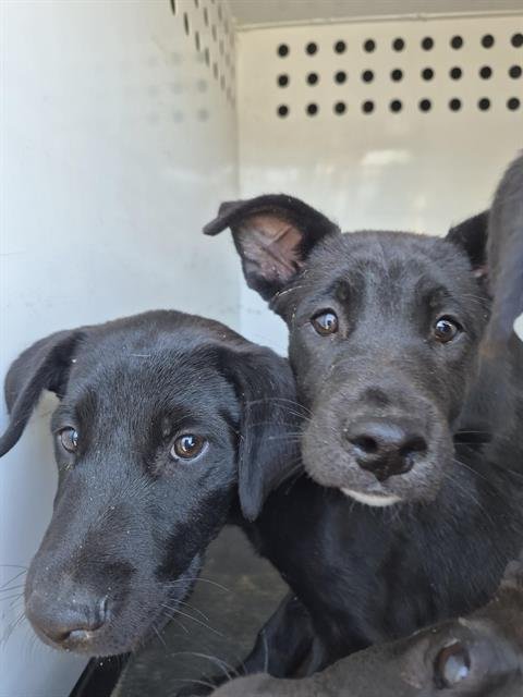 A169915 - Labrador Retriever available for adoption