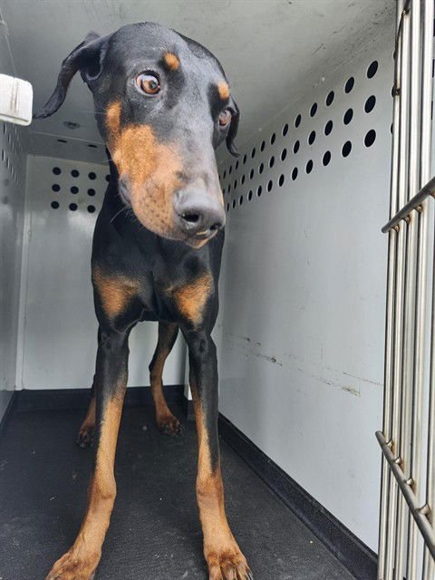 A166301 - Doberman Pinscher available for adoption