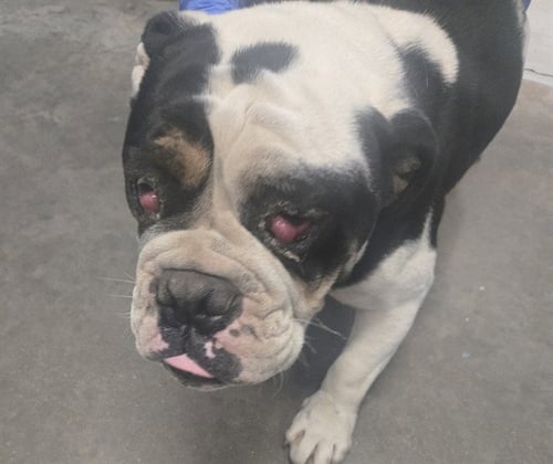 A168141 - Bulldog available for adoption