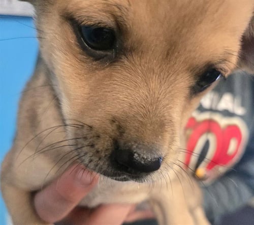 A167802 - Dachshund / Chihuahua available for adoption