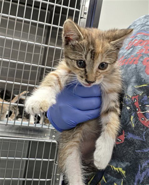 SOUSA - Domestic Short Hair for adoption in Bakersfield