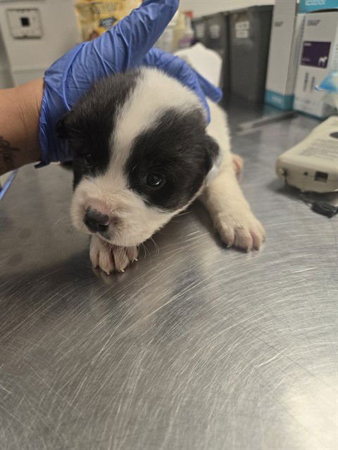 A166466 - Border Collie available for adoption