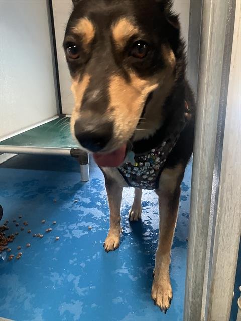 A170171 - German Shepherd Dog available for adoption