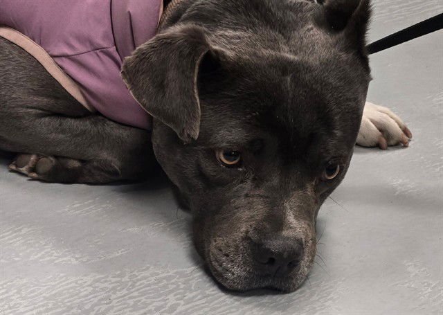 A166284 - Pit Bull Terrier available for adoption