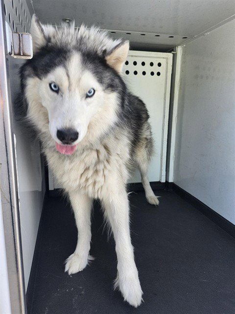 STEEL - Alaskan Malamute available for adoption
