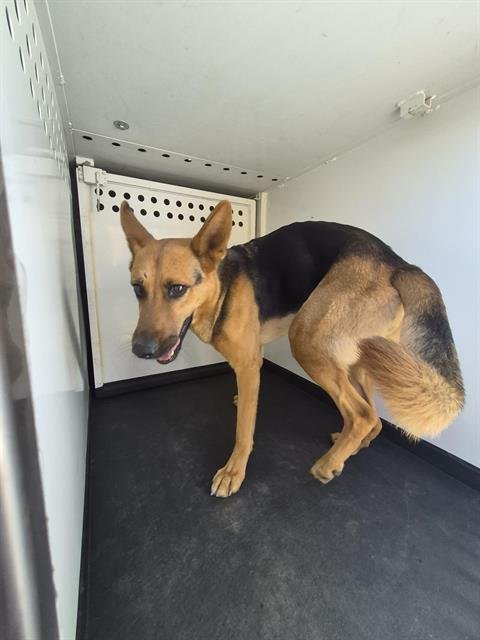 A167908 - German Shepherd Dog available for adoption