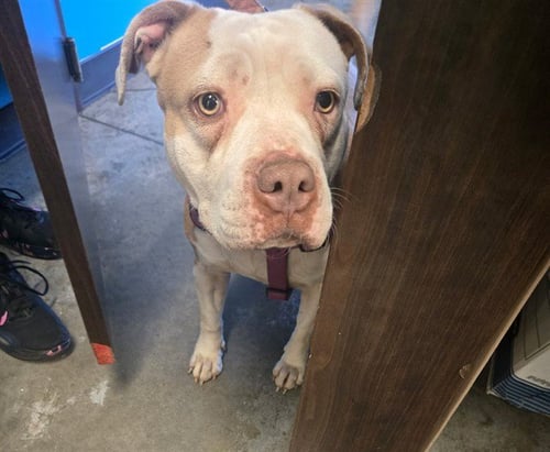 GOLDIE - Pit Bull Terrier available for adoption