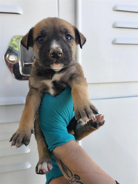 A167567 - German Shepherd Dog available for adoption