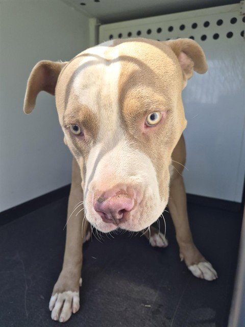 A171056 - Pit Bull Terrier available for adoption