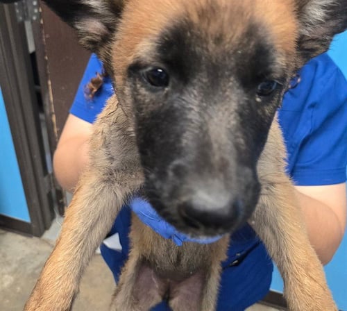 A167921 - German Shepherd Dog available for adoption