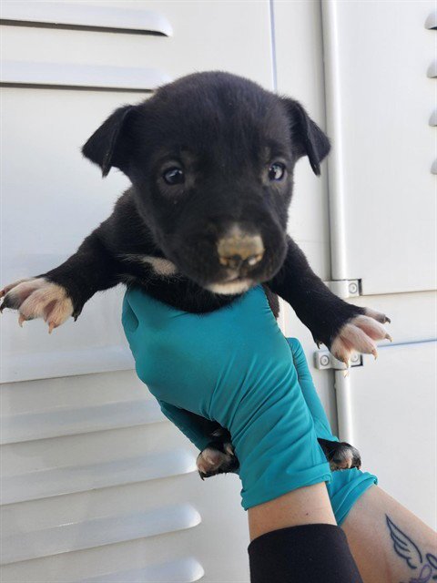 A167570 - German Shepherd Dog available for adoption