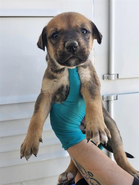 A167568 - German Shepherd Dog available for adoption