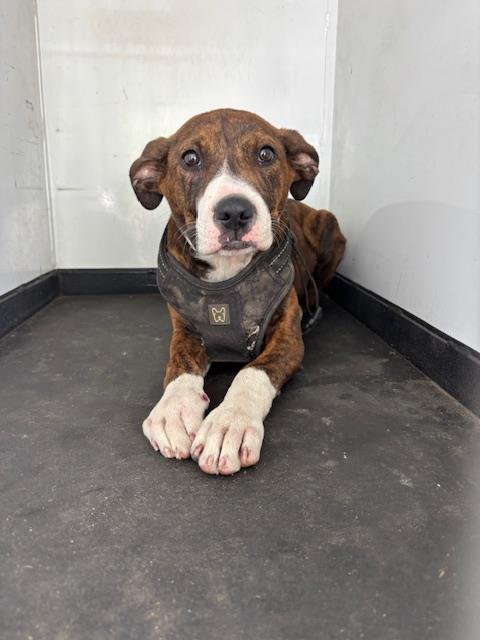 A167450 - Pit Bull Terrier available for adoption