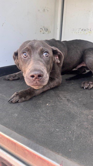 A167938 - Pit Bull Terrier available for adoption