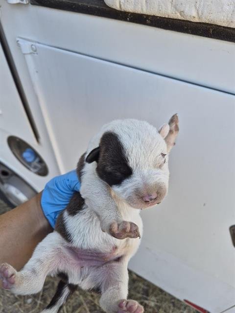 A169313 - Pit Bull Terrier available for adoption