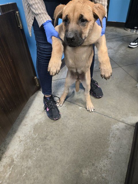 A167919 - German Shepherd Dog available for adoption