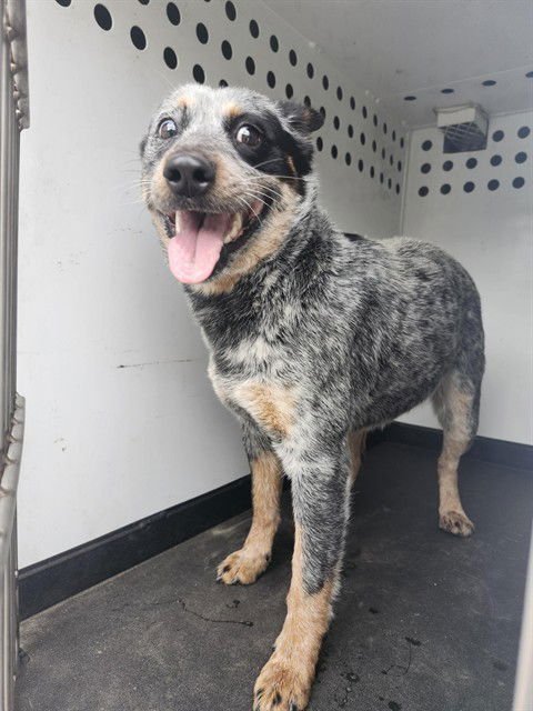 A166588 - Queensland Heeler available for adoption