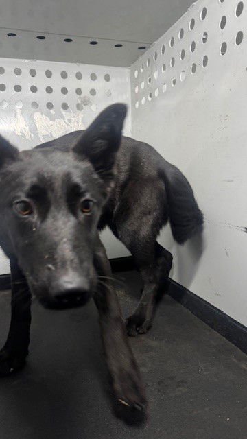 ASH - German Shepherd Dog available for adoption