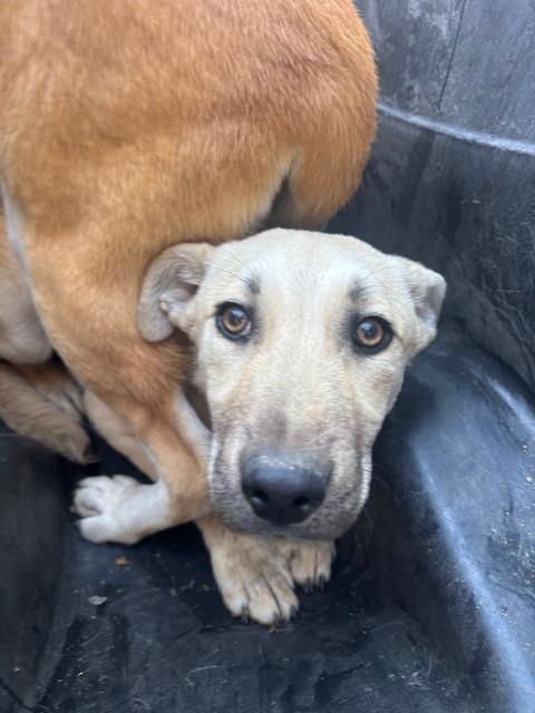 A167059 - German Shepherd Dog available for adoption