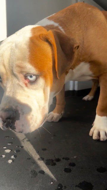 A166386 - Pit Bull Terrier available for adoption