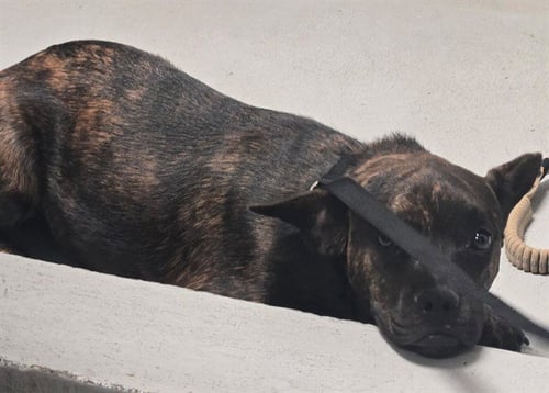 A170849 - Boxer available for adoption