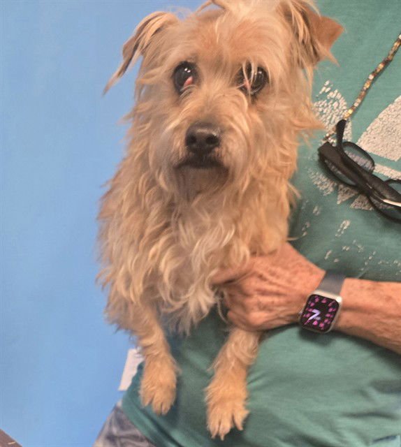 A167095 - Terrier available for adoption