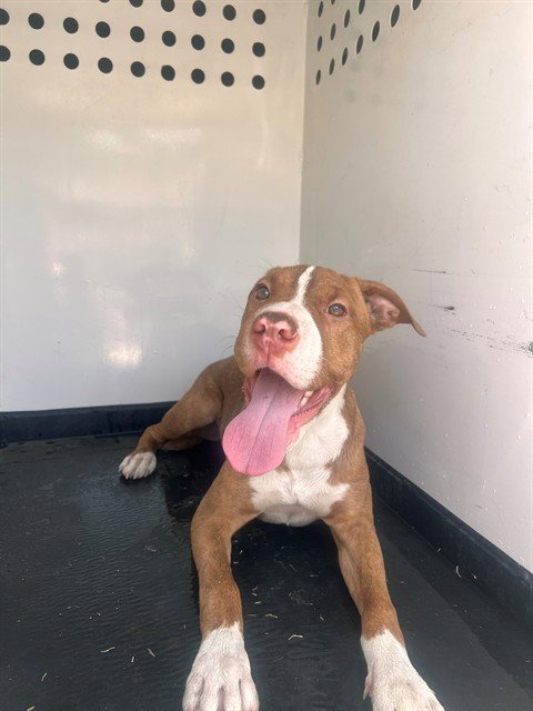 A169972 - Pit Bull Terrier available for adoption