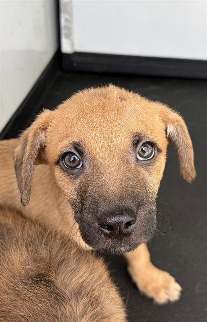 A167851 - Terrier available for adoption