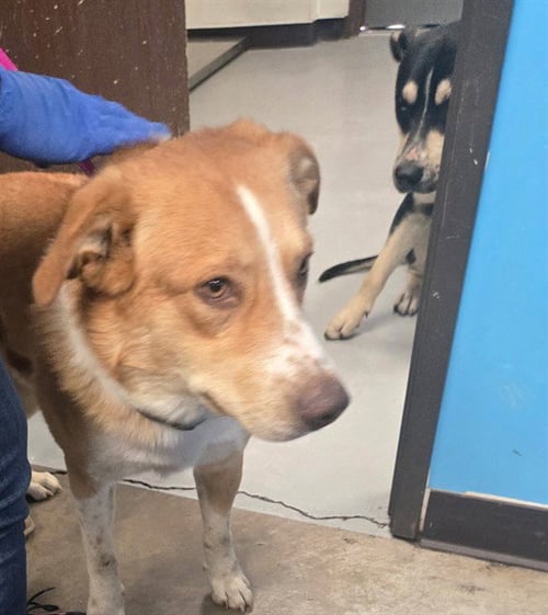 FRECKES - Border Collie available for adoption