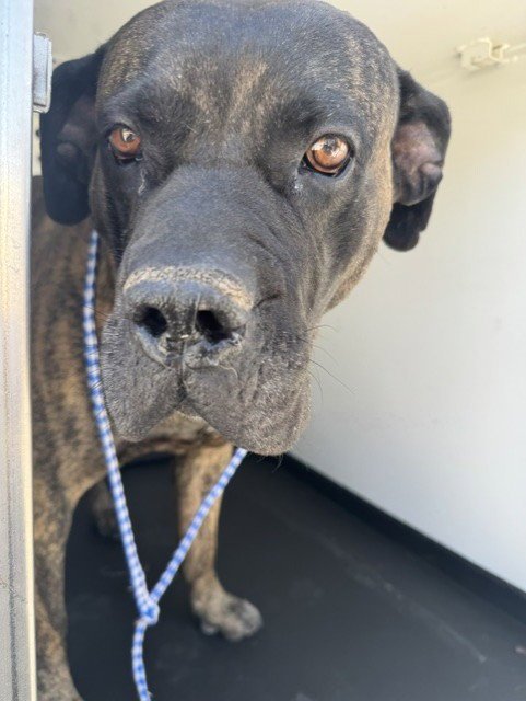 HUTCH - Cane Corso Mastiff available for adoption