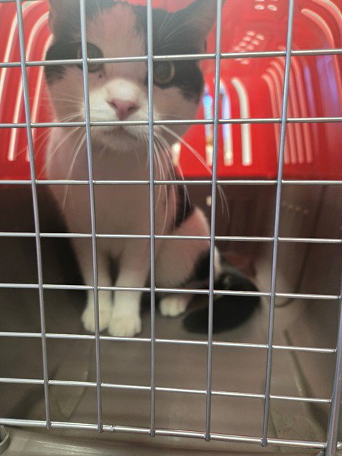 DAVID - Domestic Short Hair for adoption in Bakersfield