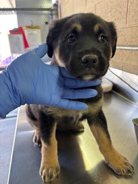 A166561 - German Shepherd Dog available for adoption